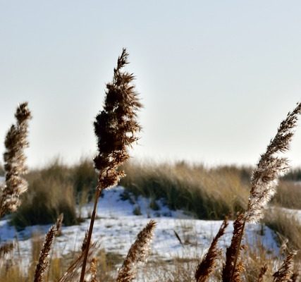 Faut-il réduire les plants de sanderi dipladenia sanderi en hiver ?