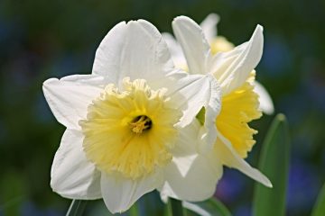 Fleurs coupées vénéneuses