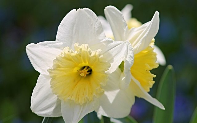 Fleurs coupées vénéneuses