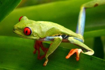 Grenouilles arborescentes trouvées dans la forêt pluviale