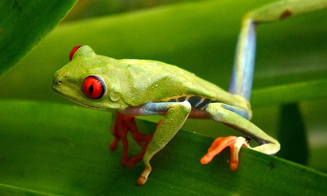 Grenouilles arborescentes trouvées dans la forêt pluviale