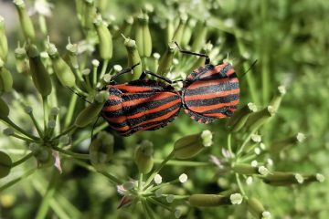 Insectes oranges et noirs sur les arbres