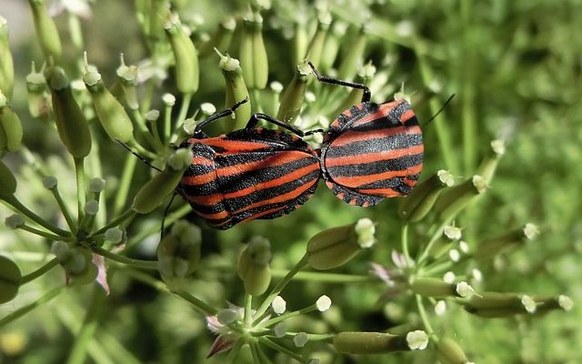 Insectes oranges et noirs sur les arbres