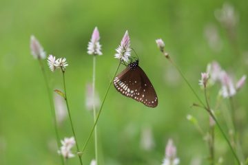 Les différences entre les coccinelles et les papillons.