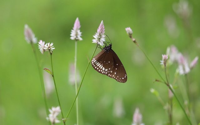 Les différences entre les coccinelles et les papillons.