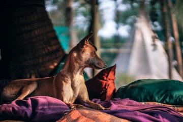 Lits superposés uniques pour chiens