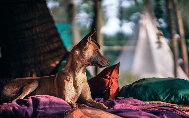 Lits superposés uniques pour chiens