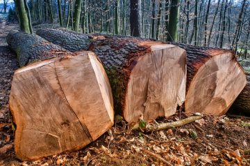 Maladie du saule et écorçage des écorces