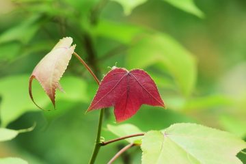 Maladies de l'érable avec des taches blanches sur l'écorce