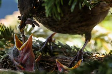 Mangeurs d'oiseaux faits maison avec des vers de farine.