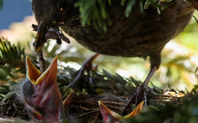 Mangeurs d'oiseaux faits maison avec des vers de farine.