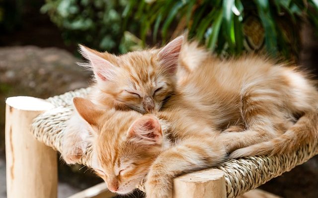 Perte de poils de la queue chez les chats