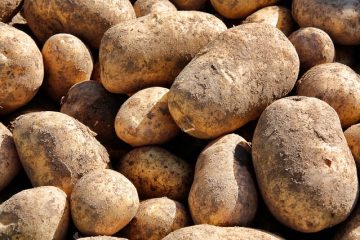 Peut-on manger les pommes de terre lorsqu'elles commencent à germer ?
