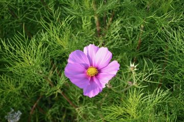 Plantes à feuilles persistantes pour jardinières à fenêtre