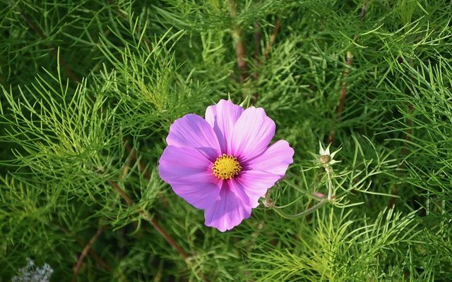 Plantes à feuilles persistantes pour jardinières à fenêtre