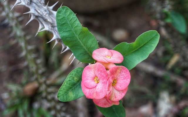 Plantes de la forêt tropicale pour les enfants