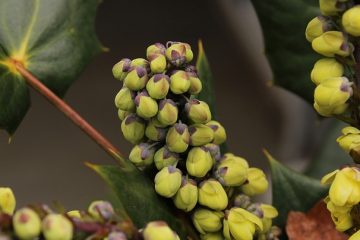 Plantes en pot arbres pour un patio