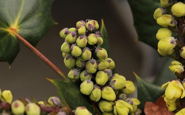 Plantes en pot arbres pour un patio