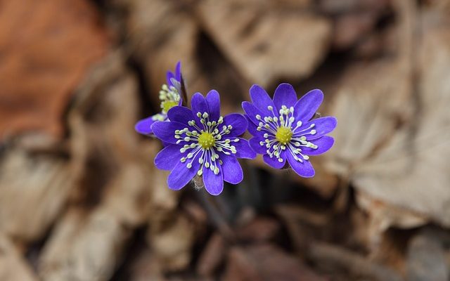 Pourquoi les feuilles des plantes d'extérieur deviennent-elles jaunes ?