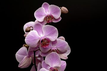 Que faites-vous lorsque votre orchidée perd toutes ses fleurs ?