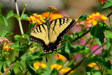 Que signifie une fleur de lys du tigre ?