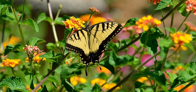 Que signifie une fleur de lys du tigre ?