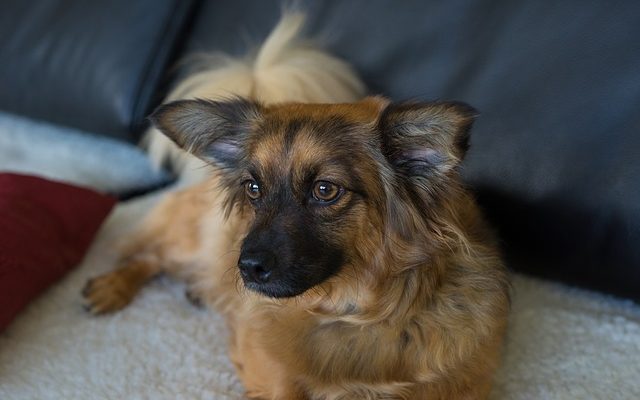 Que signifient les couleurs des gilets pour les chiens d'assistance ?