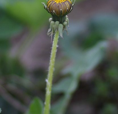 Quel genre de fleurs fleurissent toute l'année ?