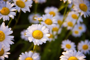 Quelle est la différence dans l'apparence des marguerites et de la camomille ?