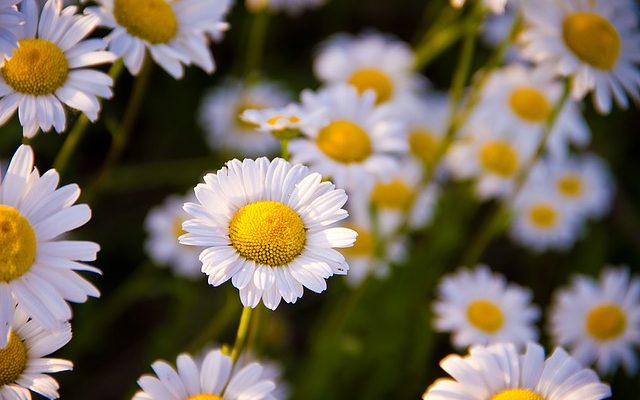 Quelle est la différence dans l'apparence des marguerites et de la camomille ?