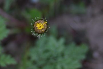 Quelles fleurs et plantes reviennent chaque année ?