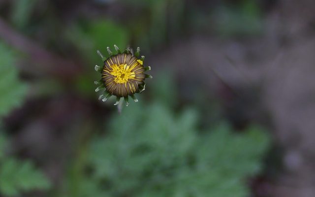 Quelles fleurs et plantes reviennent chaque année ?