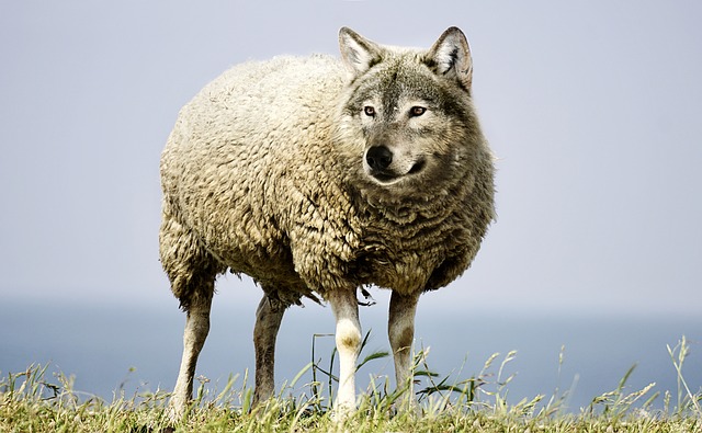 Qu'est-ce que la peau de mouton Shearling Sheepskin ?