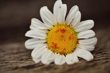 Qu'est-ce que manger les pétales de marguerite Shasta ?