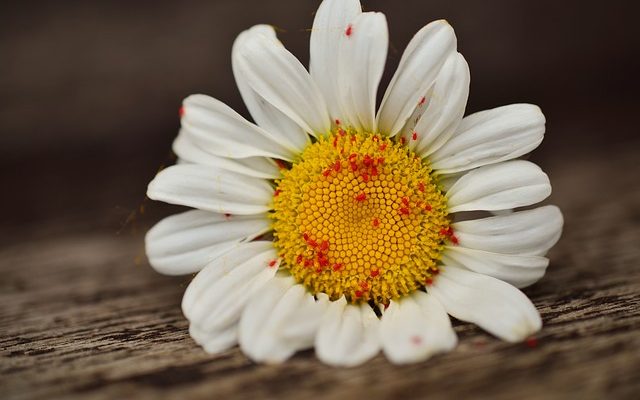 Qu'est-ce que manger les pétales de marguerite Shasta ?