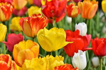 Types de fleurs oranges ou jaunes vivaces