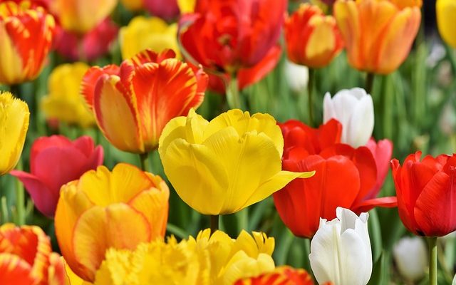 Types de fleurs oranges ou jaunes vivaces