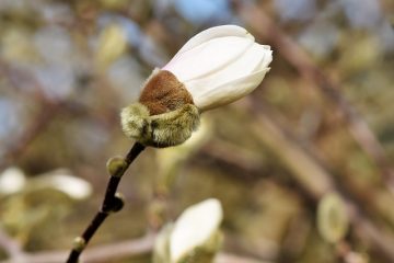 Types de sol pour le magnolia