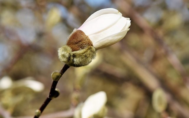 Types de sol pour le magnolia