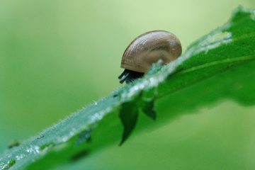 Chat avec mucus sanguinolent