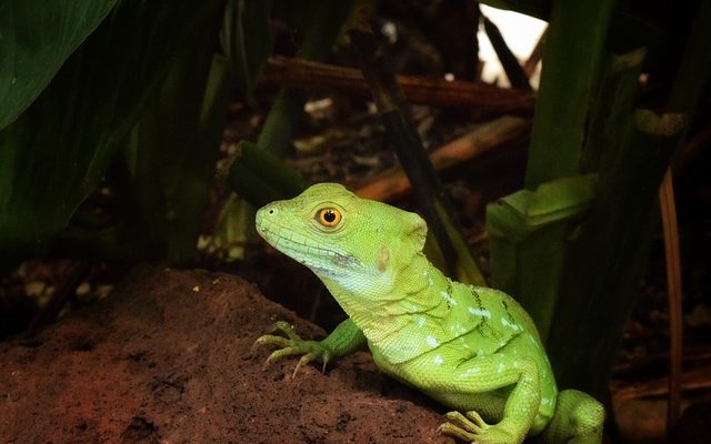 Comment créer un écosystème de forêt pluviale de boîte à chaussures