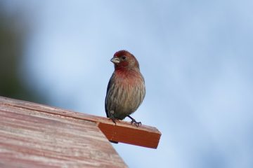 Comment croiser un roselin et un oiseau des Canaries