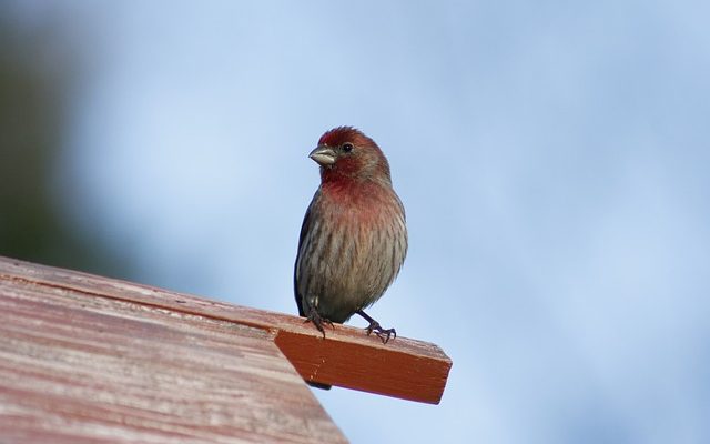 Comment croiser un roselin et un oiseau des Canaries