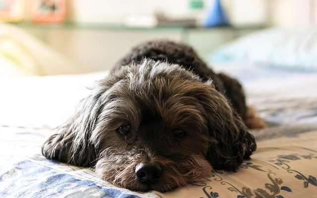 Comment empêcher un chiot d'aboyer et de grogner ?