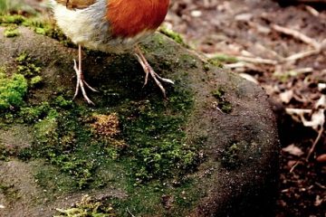 Comment fabriquer un chapeau en papier Robin Hood