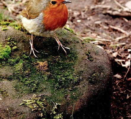 Comment fabriquer un chapeau en papier Robin Hood