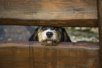 Comment fabriquer une clôture en bois