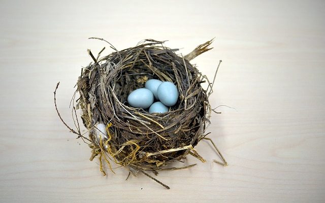 Comment faire éclore des bantams dans un incubateur