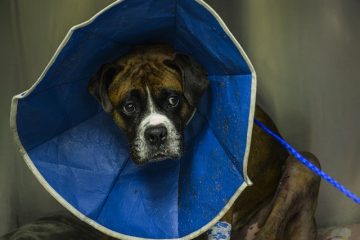 Comment faire un cône de tête de chien pour prévenir le léchage des plaies.