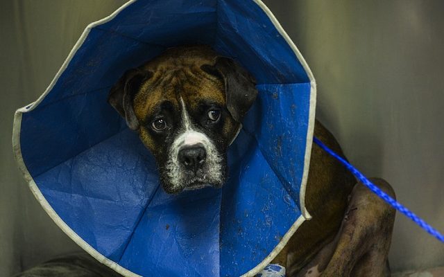 Comment faire un cône de tête de chien pour prévenir le léchage des plaies.